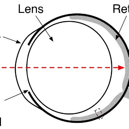 Gross Structure of the Mouse Eye . Note the mouse lens is large... | Download Scientific Diagram