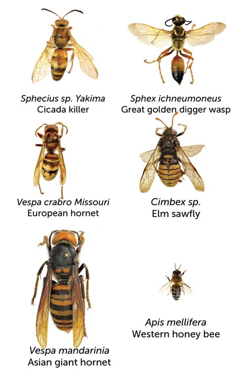 What you need to know about ‘murder hornets’ | Science News for Students