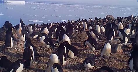 Huge penguin colony discovered on remote Antarctic islands - CBS News