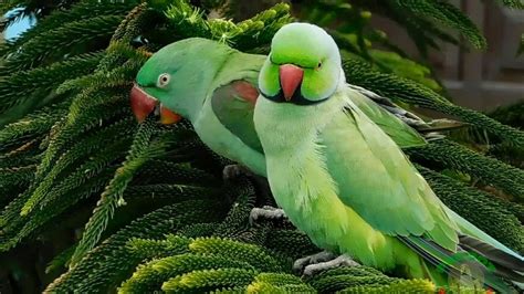 Relaxing Parrot Sounds - YouTube