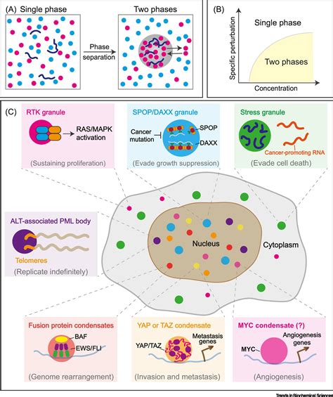 Biomolecular Condensates and Their Links to Cancer Progression: Trends in Biochemical Sciences