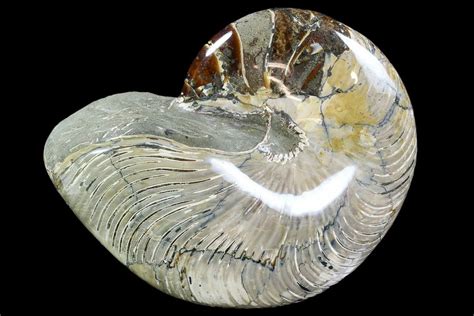 Huge, 8.4" Polished Fossil Nautilus - Madagascar (#108226) For Sale ...