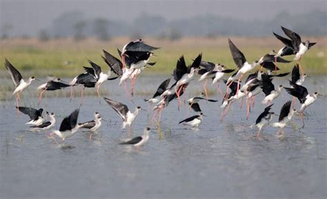 Migratory birds start arriving in Chilika Lake