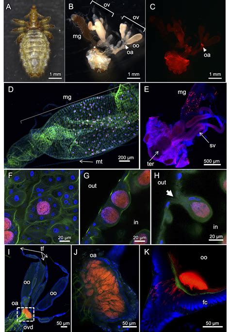 Frontiers | Endosymbiotic bacteria of the boar louse Haematopinus apri (Insecta: Phthiraptera ...