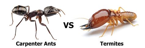 Termite Vs Ant