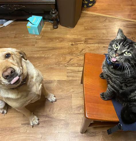 Incredible Moment Cat and Dog Strike Same Pose in Photo: 'Adorable ...