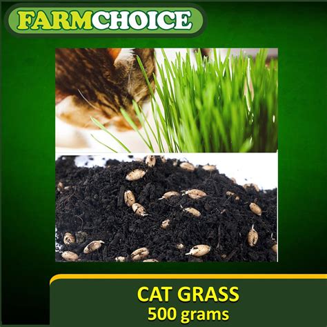 CAT GRASS seeds - natural and organic (500grams) | Shopee Philippines