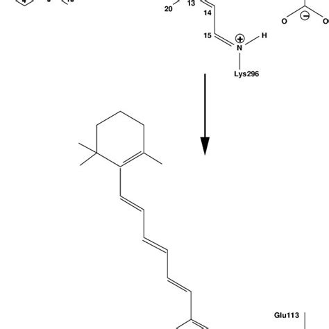 Model of rhodopsin plus environment | Download Scientific Diagram