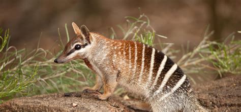 Numbat | Western Australian Museum