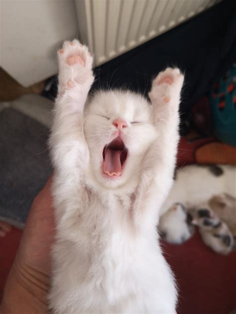 One of my kittens yawning. You can see the rest on the floor : aww