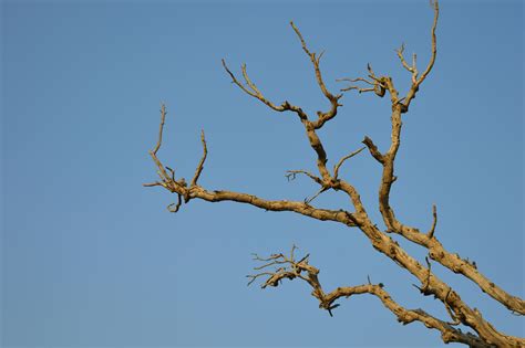 Bare Brown Branch Tree · Free Stock Photo