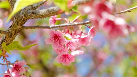 Top 10 Flowering Trees