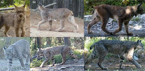 Images of lynx (a,b,c) and bobcat (d,e,f) obtained from camera‐trapping ...