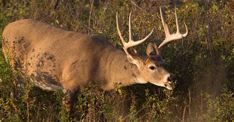 Chronic wasting disease: What to know about 'zombie deer disease'