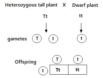 Define test cross and draw diagram