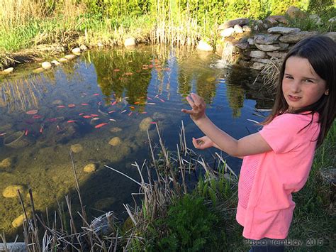 Pond Fish - Care Feeding for Water Garden Koi and Goldfish