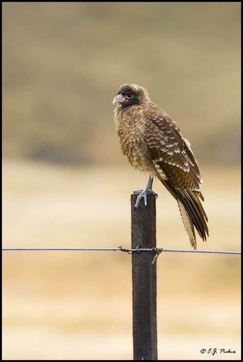 Chimango Caracara Page