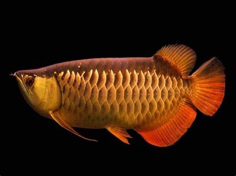 Gambar Ikan Arwana Golden Red yang Cantik Harga Murah