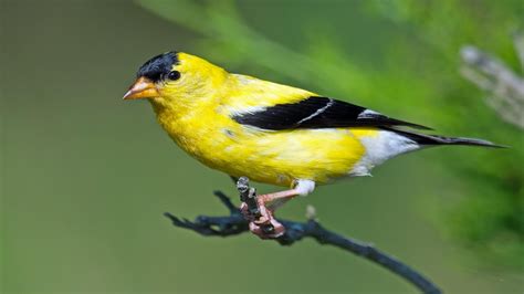 American Goldfinch | Goldfinch, Burung, Warna