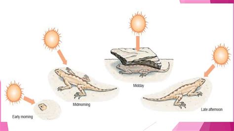 Temperature regulation in ectotherms