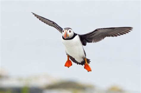 Puffin Bird Pictures: Download Puffin Photos & Images | Puffins bird ...