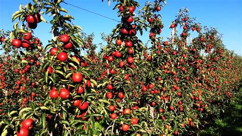 Apple Harvest and How to make Apple Juice in Factory, Apple juice ...