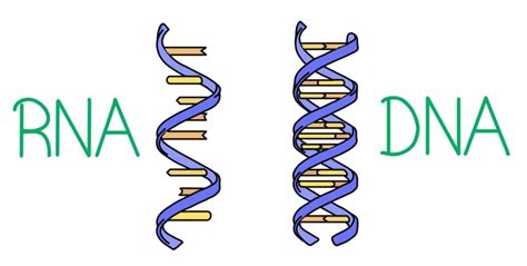 Single-stranded DNA - Definition and Examples - Biology Online Dictionary