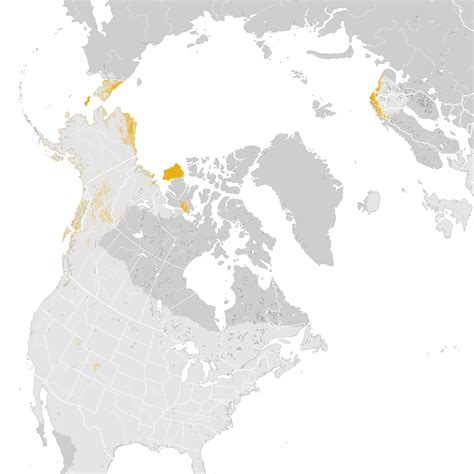 Yellow-billed Loon - Abundance map: Post-breeding migration - eBird Status and Trends