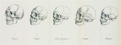 Johann Friedrich Blumenbach | Encyclopedia MDPI