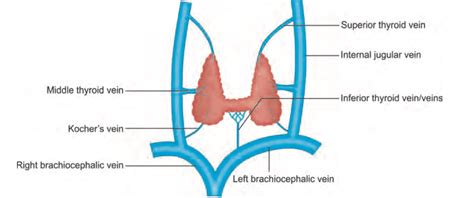 Venous drainage of the thyroid gland. : r/medpathology