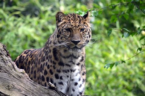 wallpaper leopard, predator, big cat, wildlife HD : Widescreen : High ...