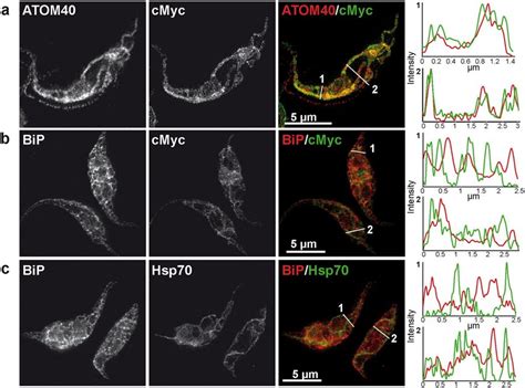 STED microscopy for TbSpl localization. STED microscopy of TbSpl KO ...