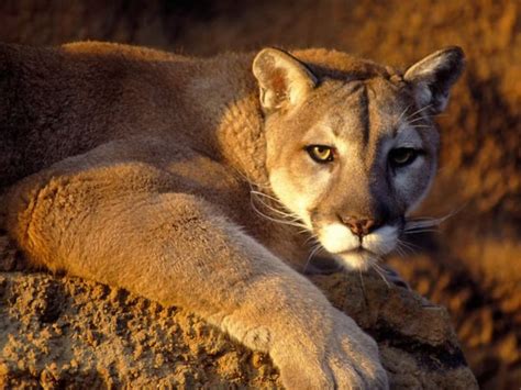 Cougar Puma | Animal Wildlife