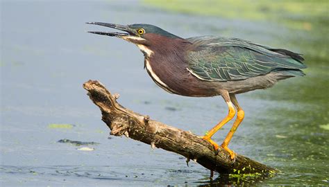 Green Heron : Minnesota Breeding Bird Atlas