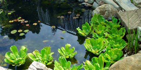 How to Plant your Pond Plants | Pond Guides | Pond Planet