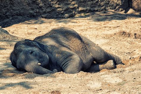 African Elephant Calf Cute