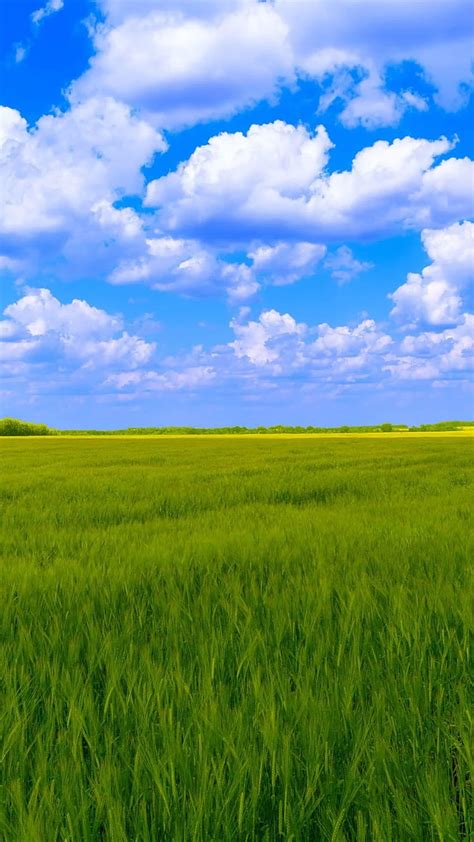 3840x2160px, 4K Free download | Blue sky, white clouds, green grass . Green grass background ...