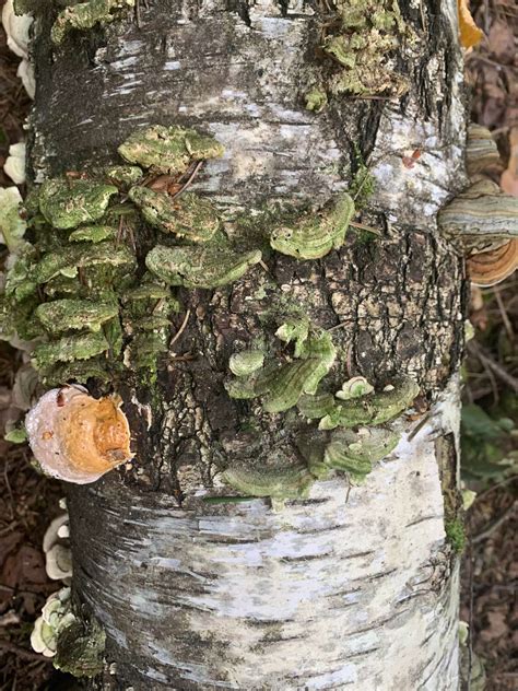 Fungi parasites Phellinus igniarius growing on trees in forest | Stock image | Colourbox