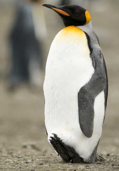 King Penguin - Animal Facts and Information