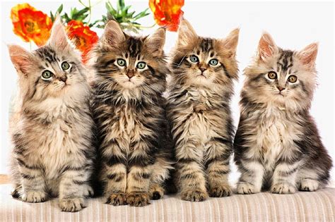 Cut Cats, cut, bonito, cats, HD wallpaper | Peakpx