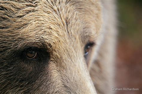 "Brown Bear Eye" by Graham Richardson | Redbubble