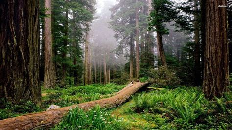 Redwood National Park Wallpapers - Wallpaper Cave