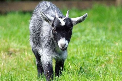 Pygmy Goat (American Pygmy) Info, Size, Lifespan, Temperament, and Pictures