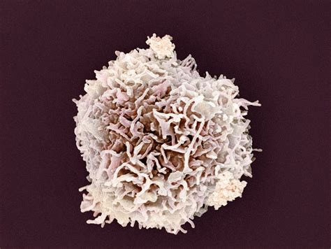 Types and Function of White Blood Cells (WBCs)