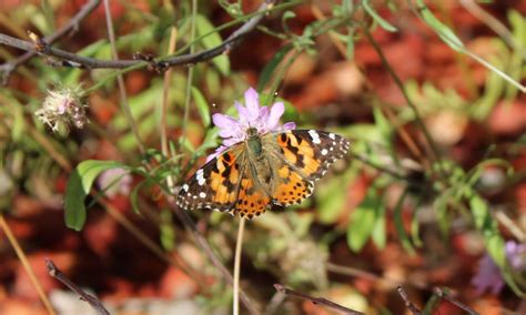 See monarch butterflies flourish at Natural Bridges State Beach