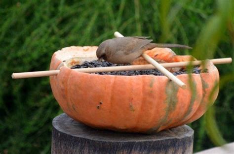 Backyard Project: DIY Pumpkin Bird Feeders - Birds and Blooms