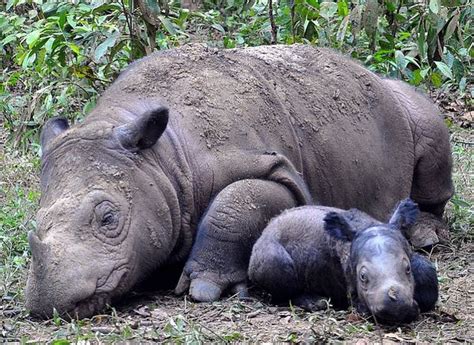 It's a Boy! Birth of Sumatran Rhino Calf a Collaborative Conservation ...