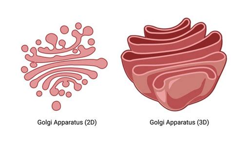 Structure Of Golgi Apparatus