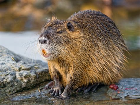 Nutria: The Good, the Bad, and the Nutritious | by Jackson Michael Driscoll | Ecotone: Stories ...