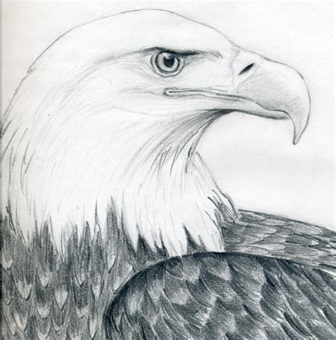 Draw A Bald Eagle